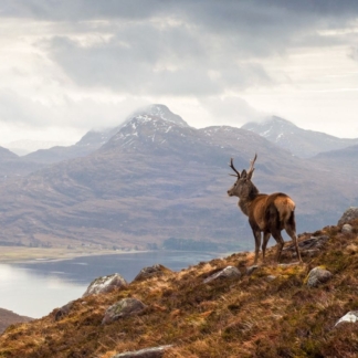 A photograph of a stag standing on a hillside, overlooking Loch Torridon with the Wester Ross mountain range in the background.